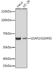 U2AF2/U2AF65 Rabbit mAb