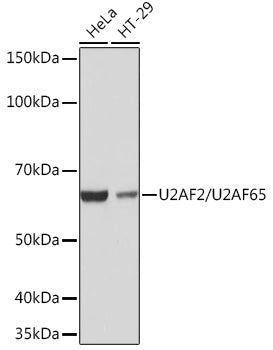 U2AF2/U2AF65 Rabbit mAb