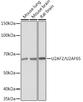 U2AF2/U2AF65 Rabbit mAb