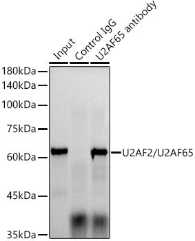U2AF2/U2AF65 Rabbit mAb