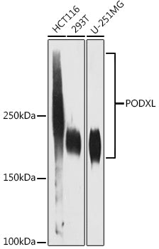 PODXL Rabbit mAb