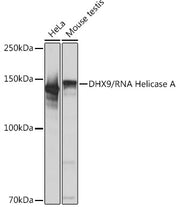 DHX9/RNA Helicase A Rabbit mAb