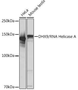 DHX9/RNA Helicase A Rabbit mAb