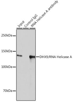 DHX9/RNA Helicase A Rabbit mAb