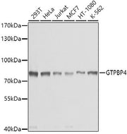 GTPBP4 Rabbit pAb