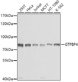 GTPBP4 Rabbit pAb