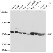 GSR Rabbit mAb