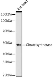 Citrate synthetase Rabbit mAb