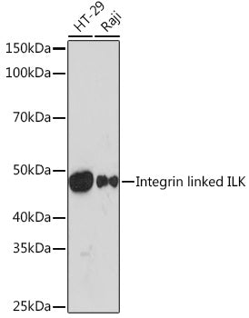 Integrin linked ILK Rabbit mAb