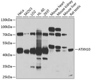 ATXN10 Rabbit pAb
