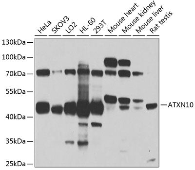 ATXN10 Rabbit pAb