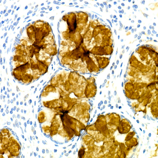 TFF3 Rabbit mAb