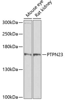 PTPN23 Rabbit pAb