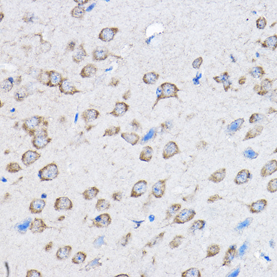 PTPN23 Rabbit pAb
