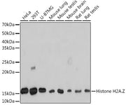 [KO Validated] Histone H2A.Z Rabbit mAb