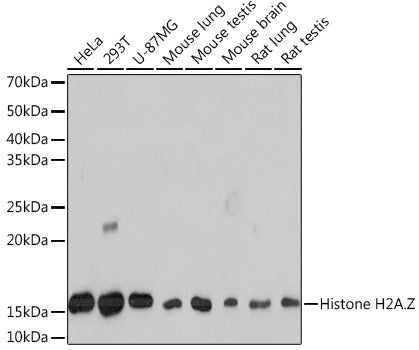 [KO Validated] Histone H2A.Z Rabbit mAb