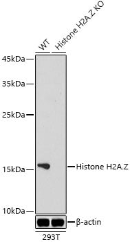 [KO Validated] Histone H2A.Z Rabbit mAb