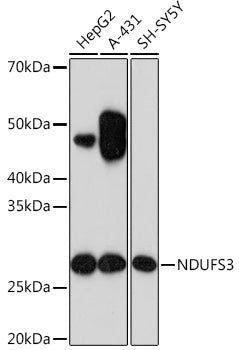 NDUFS3 Rabbit mAb