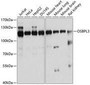 OSBPL3 Rabbit pAb