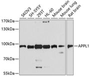APPL1 Rabbit pAb