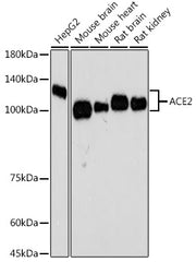 ACE2 Rabbit mAb