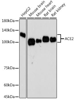 ACE2 Rabbit mAb