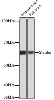 Staufen Rabbit mAb