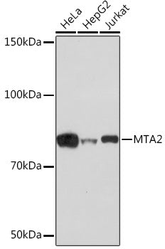 [KO Validated] MTA2 Rabbit mAb