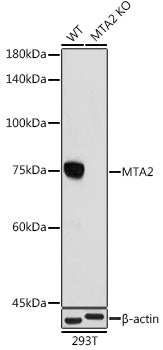 [KO Validated] MTA2 Rabbit mAb