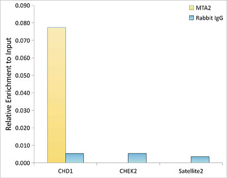 [KO Validated] MTA2 Rabbit mAb