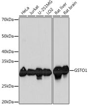 GSTO1 Rabbit mAb