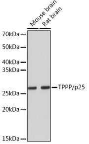 TPPP/p25 Rabbit mAb