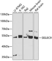 SIGLEC9 Rabbit pAb