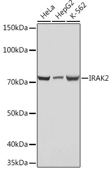 IRAK2 Rabbit mAb