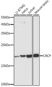 CRCP Rabbit pAb