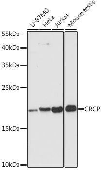 CRCP Rabbit pAb