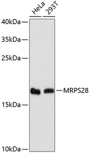 MRPS28 Rabbit pAb