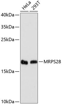 MRPS28 Rabbit pAb