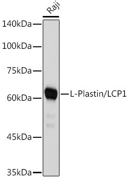 L-Plastin/LCP1 Rabbit mAb