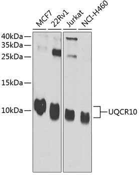 UQCR10 Rabbit pAb