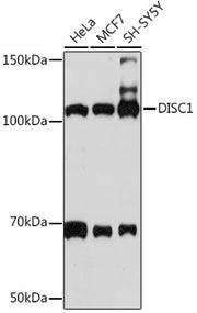 DISC1 Rabbit mAb