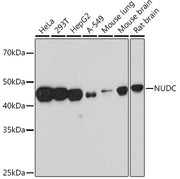NUDC Rabbit mAb