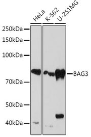 BAG3 Rabbit mAb
