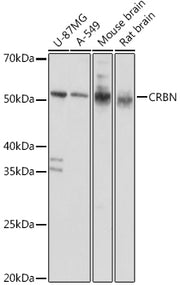 CRBN Rabbit pAb
