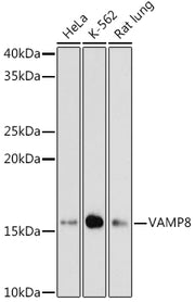 VAMP8 Rabbit mAb
