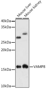 VAMP8 Rabbit mAb