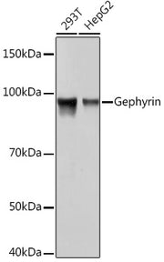 Gephyrin Rabbit mAb