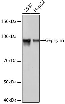 Gephyrin Rabbit mAb