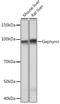 Gephyrin Rabbit mAb