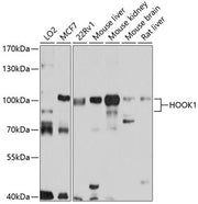HOOK1 Rabbit pAb